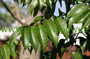 Oliver leaf Extract,Oliver leaf Extract Powder,Oliver leaf P.E.,Hydroxytyrosol