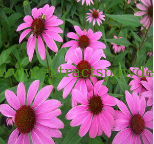 food supplement echinacea purpurea extract CAS No.: 90028-20-9