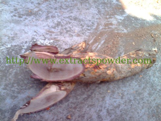 Tripterygium wilfordii extract powder triptolide 99hplc 1g,2g,10g,50g