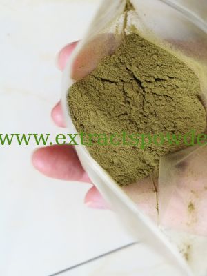 echinacea extract echinacoside
