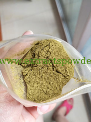 echinacea extract echinacoside
