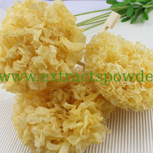 Tremella Powder, Tremella P.E.,Tremella Fuciformis P.E., snow fungus extract