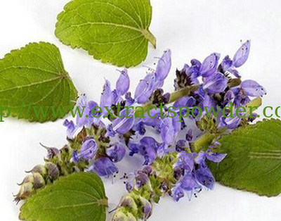 Natural Coleus Forskohlii extract,Coleus Forskohlii root extract 10%-98% Forskolin