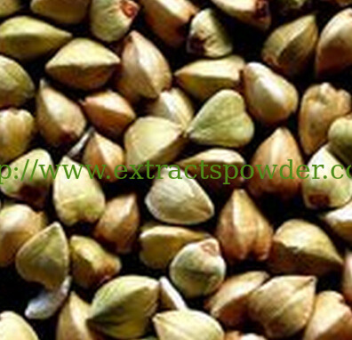 Buckwheat Extract,Fagopyrum esculentum Seed Extract (5%96%D-chiro-inositol, 10:1,20:1)