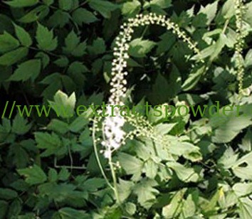 female health care Black Cohosh Extract Powder Triterpenoside 8% CAS No.:84776-26-1