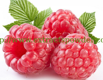 Raspberry Extract,Raspberry Extract Powder,Raspberry Ketone 4%20% CAS No: 5471-51-2