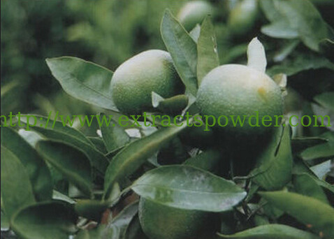 98%NHDC,bitter orange extract powder,Citrus aurantium Extract powder CAS.: 20702-77-6