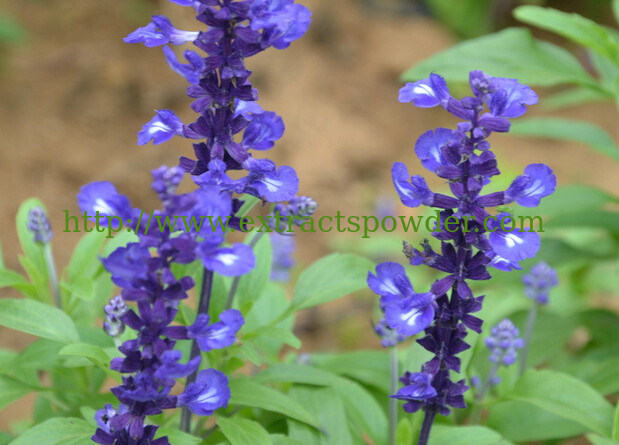 Sage Extract,Salvia Extract,Carnosic acid,Carnosol CAS No:3650-09-7,5957-80-2