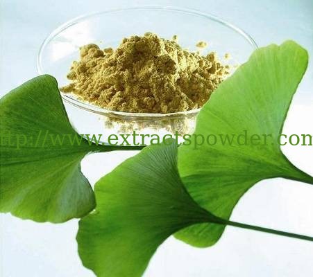 Ginkgo Extract,ginkgetin 24%,gingko flavonoids 24%,bilobalide/ginkgolide 6% CAS:90045-36-6