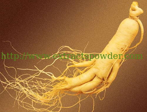 Low Pesticides Panax Ginseng Root Extract 5%~80% Ginsenosides Cas.:72480-62-7,90045-38-8