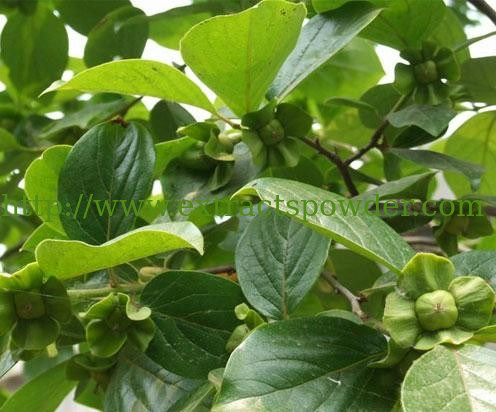 Diospyros kaki L.f. Extract, Diospyros kaki L. f. Extract powder, Persimmon Leaf Extract