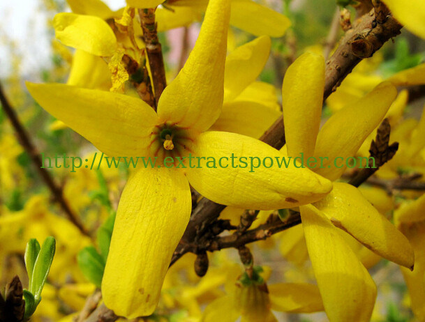 forsythia extract, forsythia suspensa extract,forsythia suspensa fruit extract 2%phillyrin