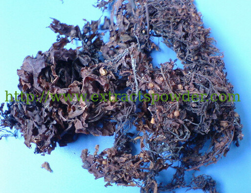 10%amylose, Seaweed extract, Seaweed extract powder, Seaweed P.E. Cas.: 9005-82-7