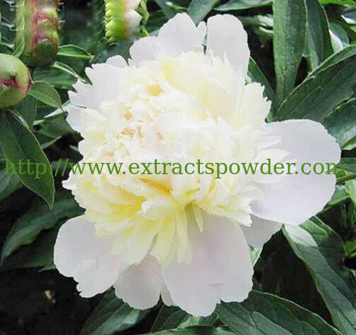 Chinese herbal medicine Paeoniflorin radix paeoniae alba extract powder CAS.: 23180-57-6