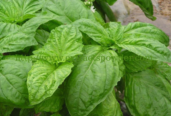 lower blood pressure and blood sugar Ocimum Sanctum extract/Basil leaf extract 10:1