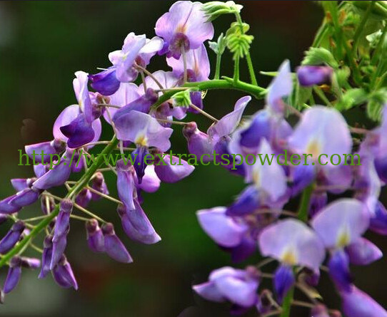 relieve alcoholism and activate the spleen Kudzuvine Flower Extract powder 10:1,20:1