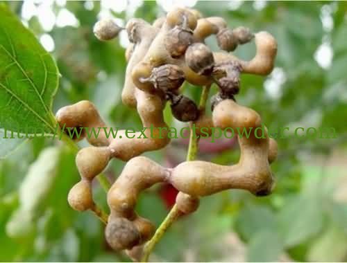 relieve alcoholism and activate the spleen Japanese Raisin Tree Seed Extract powder 10:1