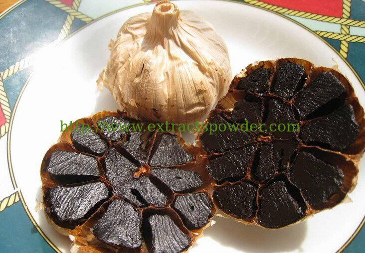 Aged Black Garlic Extract powder 3%flavone, Black Garlic P.E. 3%flavone,Black Garlic powde