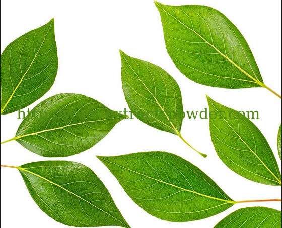 mulberry extract 20%flavone,folium mori extract flavone 20%,morus alba extract flavone 20%