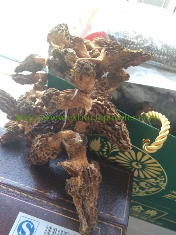 Morel Extract,Morels Extract,Morchella Conica Extract,Morel/Morchella mushroom extract