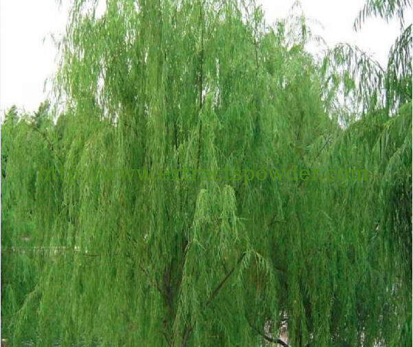 white willow bark extract for acne,white willow bark extract anti inflammatory 138-52-3